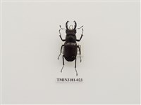 藏品(毛栗深山鍬形蟲)的圖片